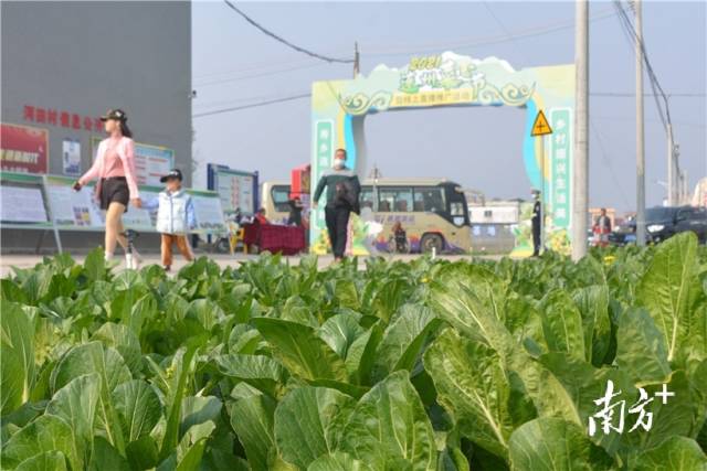 10日，2021連州菜心節(jié)暨線上直播推廣活動(dòng)在西岸鎮(zhèn)河田村開幕。張曉欣 攝