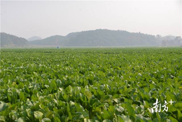 河田蔬菜基地內(nèi)，連片千畝菜心長(zhǎng)勢(shì)喜人。張曉欣 攝