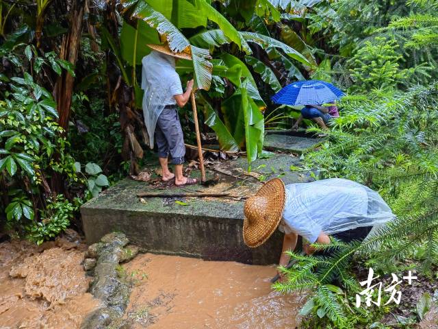 為保障陂嶺近三分之二村民用水，陂嶺村新老干部冒雨前往水源點解決集中供水問題。