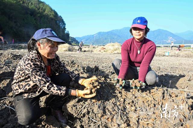 朱崗村水美塘馬蹄種植基地里，村民在采挖馬蹄。張曉欣 攝