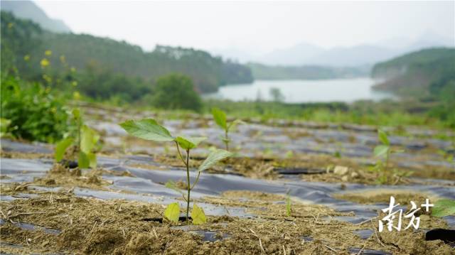 迎風(fēng)搖曳、綠意盎然的五指毛桃種苗。